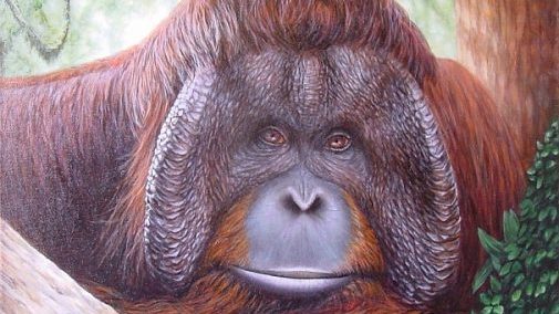Precious (orang-oetan man, 2003), olieverf, katoenen doek, 50 x 50, gesigneerd l.o.